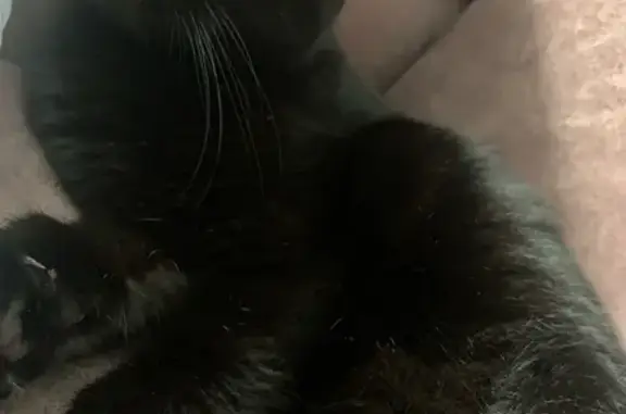 Кошки потеряшки, Киров, фото: Потеряшка кошка на Производственной улице 6