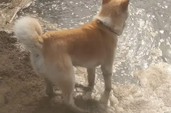 Пропала собака Акита ину в Улан-Удэ