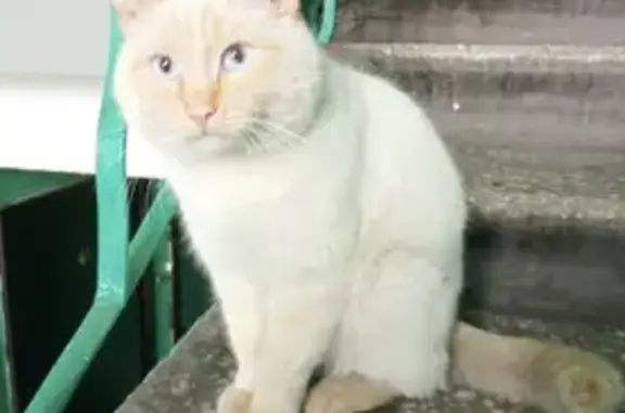 Найден голубоглазый кот в Ангарске