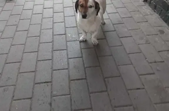 Найдена собака на ул. Черняховского, 1 в Россоши