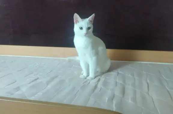 Кошки потеряшки, Санкт-Петербург, фото: Потеряшка белая кошка на ул. Л. Голикова, 21, СПб