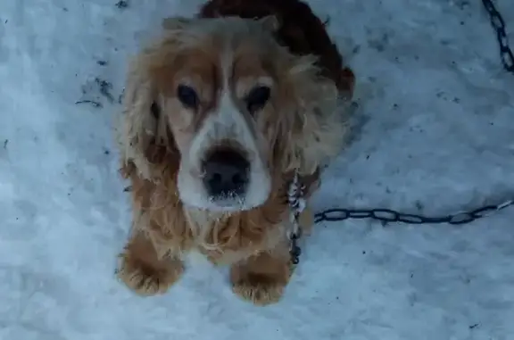 Пропала собака в деревне Кажма, Республика Карелия 🐶