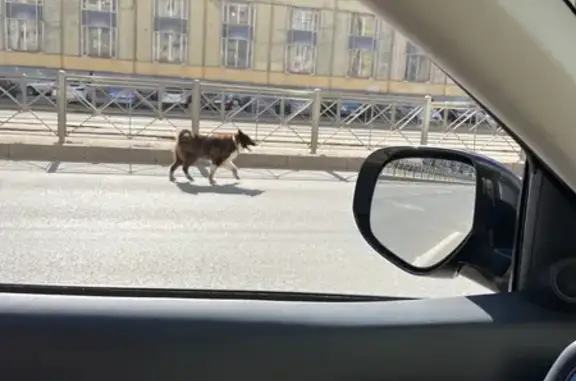 Собака найдена на проспекте Просвещения, Санкт-Петербург