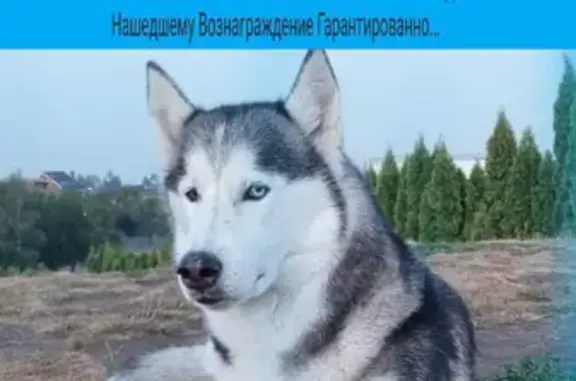 Пропала Хаски на Средней, Краснодар, 8 лет, разный цвет глаз +79134916072
