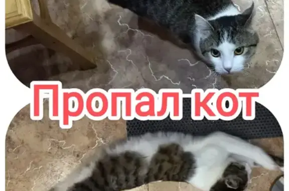 Пропал кот Коляшка на ул. Загира Исмагилова, 14, Уфа