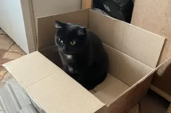 Кошки потеряшки, Минусинск, фото: Потеряшка черная кошка на Вокзальной, 22.