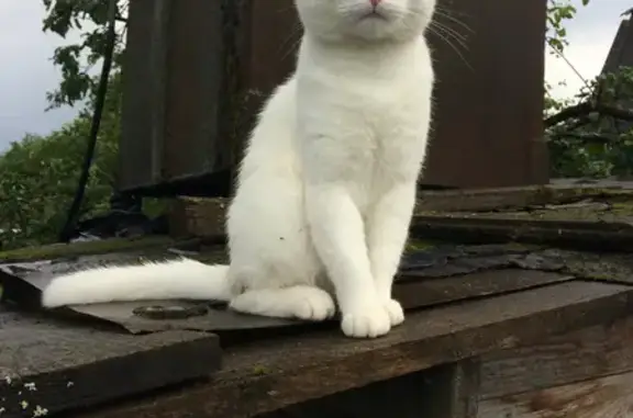 Кошки потеряшки, Санкт-Петербург, фото: Потеряшка белый кот на Гаванской, 49 к2, СПб