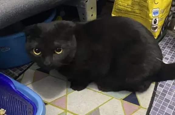 Найдена чёрная кошка на Севастопольской, 19 (Самара)