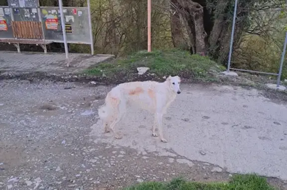 Собака на Геленджикской улице в Высоком