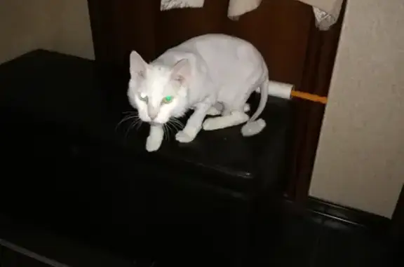 Потерян белый кот на ул. Мира 2В, Тюмень