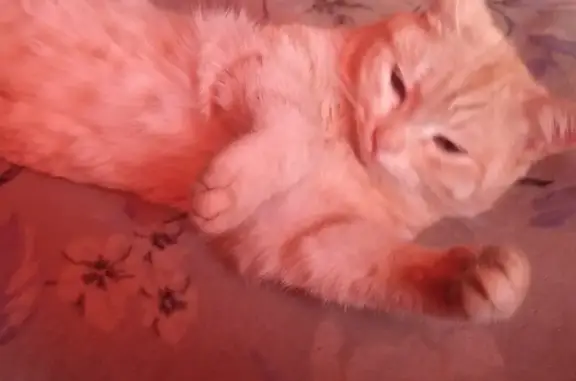 Пропала кошка на Советской, 168 в Южноуральске