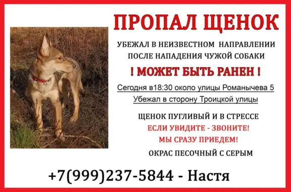 Пропала собака на улице Романычева, Балашиха