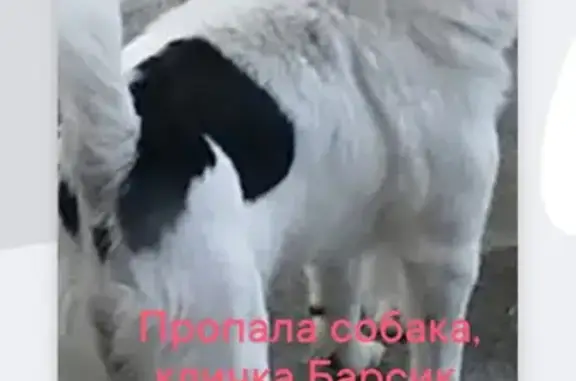 Пропала собака на улице Говорова, 52 в Туапсе