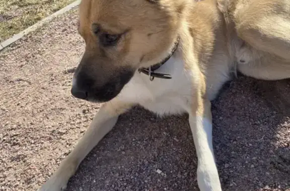Найден молодой пес в Кировском посаде на улице Строителей