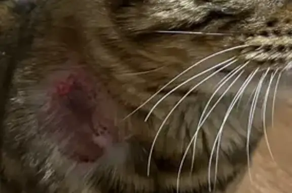 Кошки потеряшки, Иваново-Шамшево, фото: Потеряшка бенгальский кот на ул. Гагарина в Иваново-Шамшево