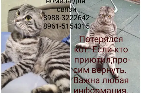 Пропал кот Оскар на улице Мира, Гайдук