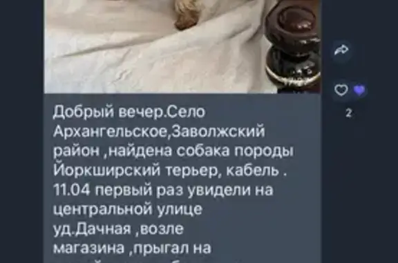 Найдена собака на Центральной улице, Архангельское