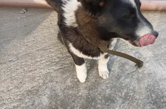 Найдена черно-белая собачка на Половецкой улице, Орёл