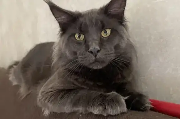 Пропал крупный серый кот на Майкопской улице, 34