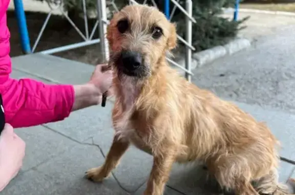 Найдена собака на 3-й Кленовой улице, Казань