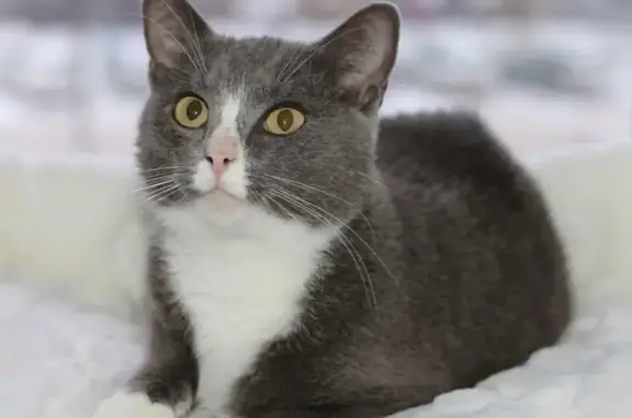 Найден серый британский кот на пр. Строителей (район Арбек рынка)