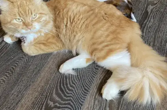 Потерянные животные Тамбов, фото: Пропала кошка на Уральской улице в Тамбове.