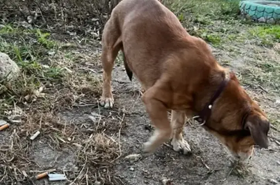 Найдена собака на улице Сергея Есенина, 14, Нижний Новгород