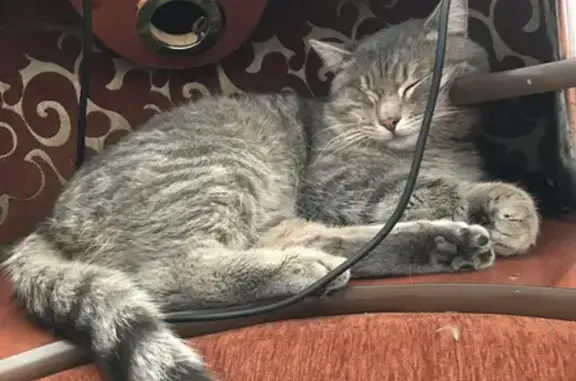 Пропал серый котик на Косом переулке 31