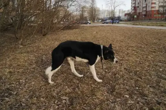 Найдена собака на улице Бутлерова в СПб