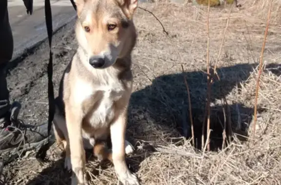 Собака найдена на Сулажгорской, 30, Петрозаводск