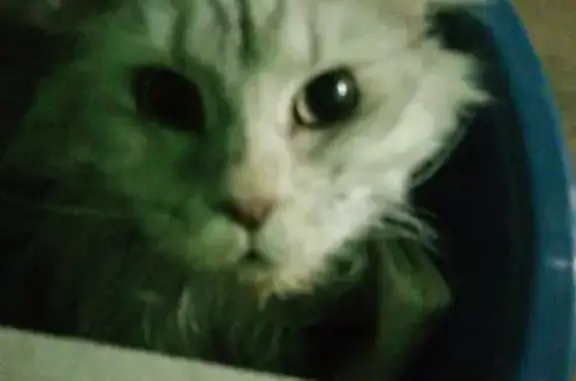Найдена кошка в Филипповке, Мейн кун породы