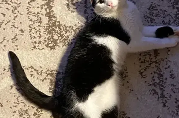 Пропала черно-белая кошка в Ельце