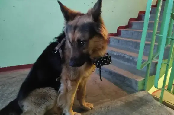 Собака найдена в Магадане: Овчарка с шлейкой и намордником на Марчеканском переулке, 15