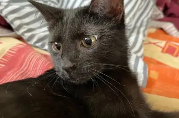 Кошки потеряшки, Набережные Челны, фото: Потеряшка кошка Мальчик в Набережных Челнах 19/13