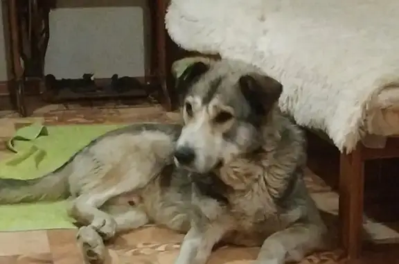 Пропала собака на Лесной улице, Самара