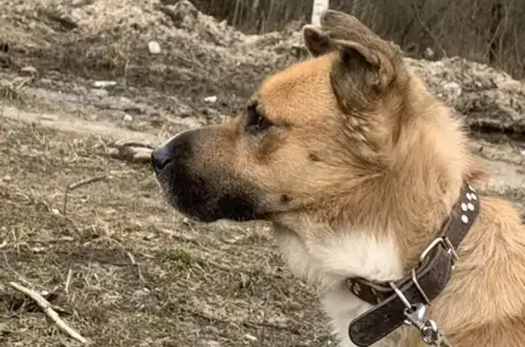 Собака найдена у Кировского посада!
