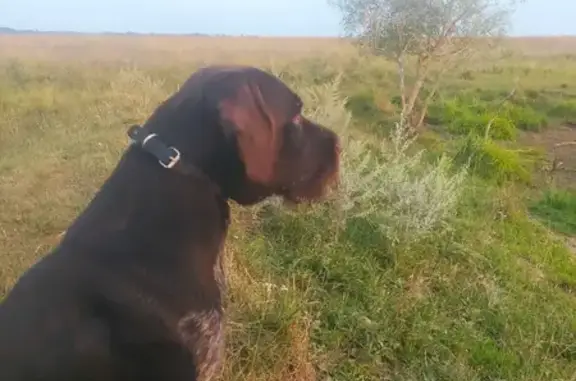 Пропала собака Дратхаар в Дивасовском сельском поселении, Смоленская область