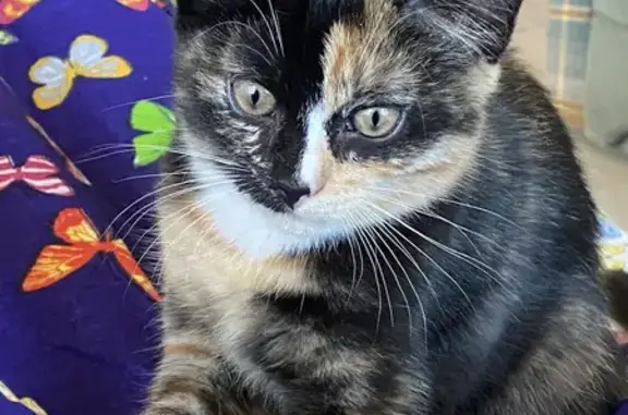 Объявления о пропавших и найденных животных, Тверь, фото: Пропала кошка Пуся на ул. Старобежецкая, 9 в Твери