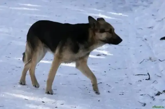 Пропала собака с Гэсстроевской улицы в Новосибирске