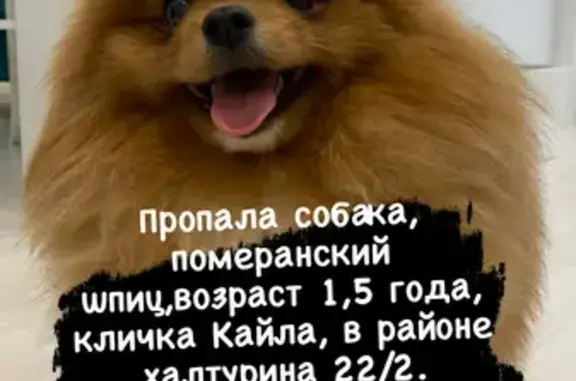 Пропала собака Померанский шпиц в Якутске