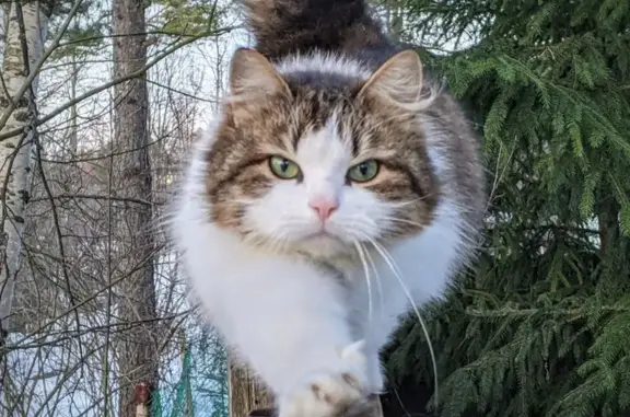 Пропала кошка 41К-065 в Кузьмоловском поселении