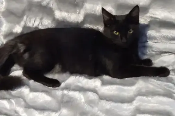 Кошки потеряшки, Смоленск, фото: Потеряшка кошка, черный окрас с белым пятном на груди, проспект Строителей 17, Смоленск.