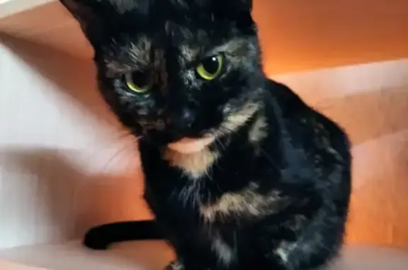 Кошки потеряшки, Куса, фото: Потеряшка кошка Чизи на ул. Чайковского 9/1