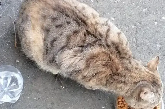 Кошка-шотландка найдена в Тамбове (19) возраст 2 года