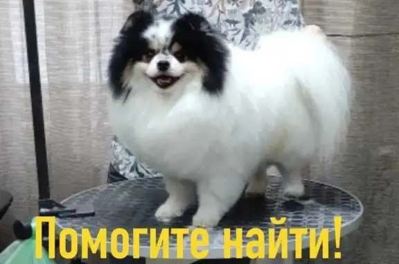 Пропала собака Юкки в Суде, Вологодская область!