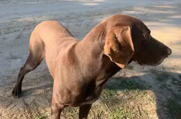 Собака найдена в Севастополе