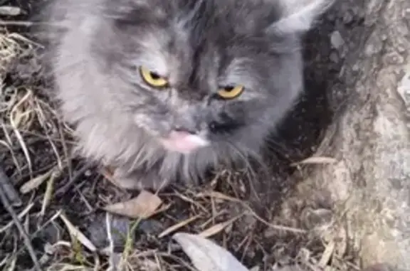 Кошки потеряшки, Ярославль, фото: Потеряшка кошка в Ярославле, Дзержинский район, 89080370771