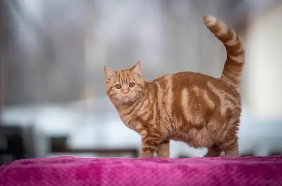 Пропала шотландская кошка в селе Покров (78К-0004)