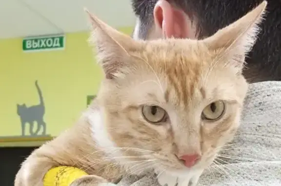 Пропала кошка в Симферополе: Рыжий котик на Заводском переулке, нуждается в лечении.