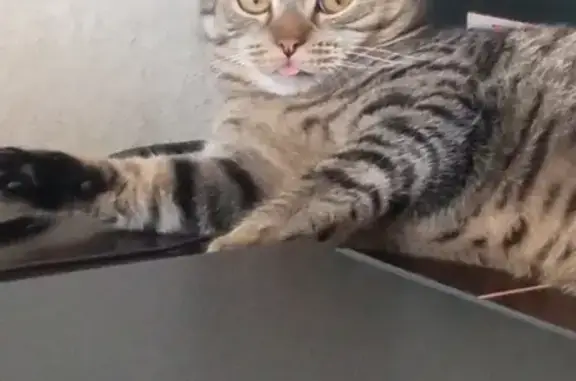 Кошки потеряшки, Киров, фото: Потеряшка кошка Рëма, ул. Кольцова, 22, Киров.